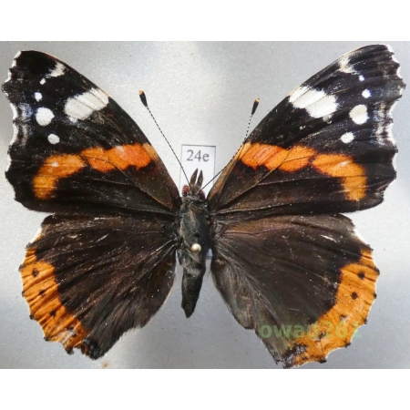Vanessa atalanta (Linnaeus, 1758) Poland24e